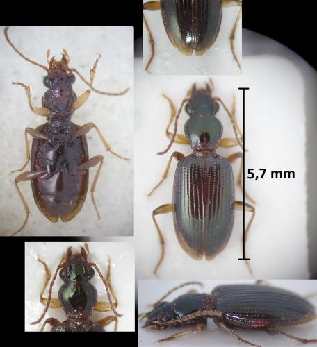 Réf. 188 257 : Sinechostictus cribrum